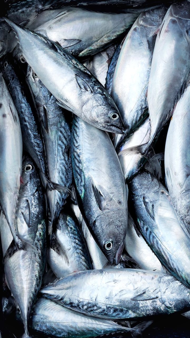 Tuna fish caught by fishermen Traditional Food Fish Fishing #fisheye #fishphotography #fishtail