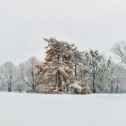 Trees on snow covered landscape against clear sky