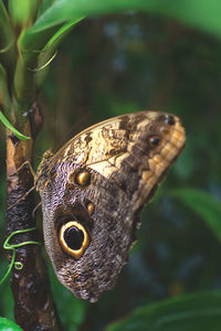 Close-up of butterfly on plant