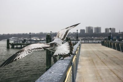 Close-up of seagull flying against clear sky