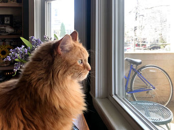 Cat looking through window