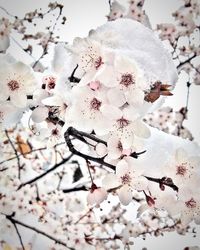 Close-up of white flowers on branch