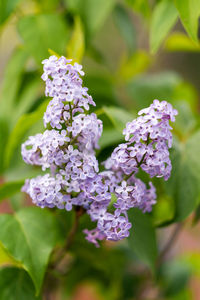 Close-up of purple flowering plant