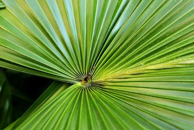 Directly above shot of palm leaf