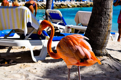 View of birds on beach