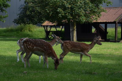 Deer standing in a field
