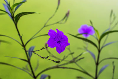 Close-up of flowers