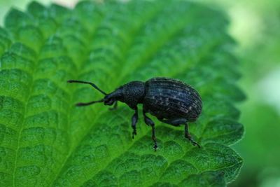 Close-up of insect on leaf