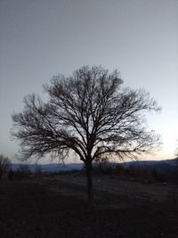 Bare tree on landscape against sky