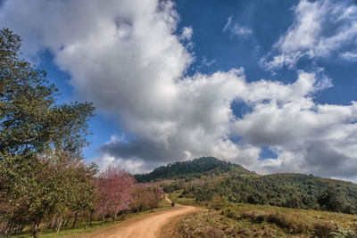 Road amidst trees against sky