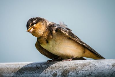 Barn swallow perching on railing against clear sky