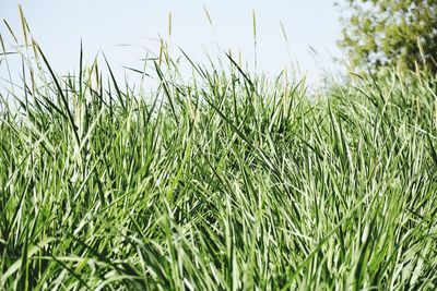 Close-up of fresh green field against sky