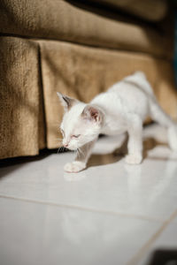 Cat sitting on table