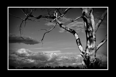 Low angle view of bare trees against sky