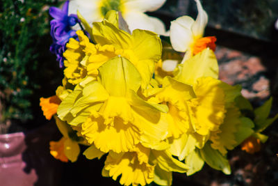 Close-up of yellow flowering plant