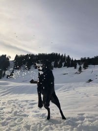 Dog on snow covered field against sky