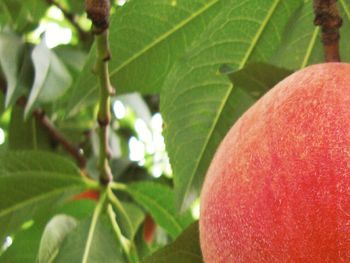 Close-up of fruit on tree