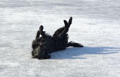 Shadow of bird on snow