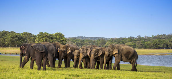 Elephants walking on field by river