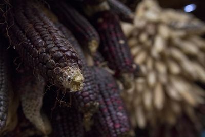 Close-up of blue corn hanging