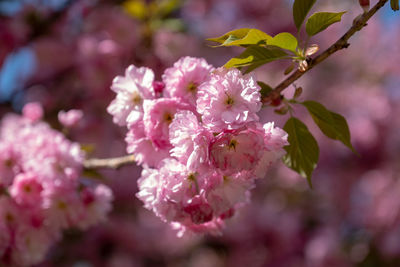 Close-up of pink cherry blossom