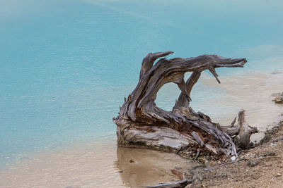 Close-up of tree on beach against sky