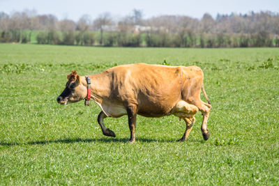 Side view of horse on field