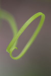 Close-up of green leaf