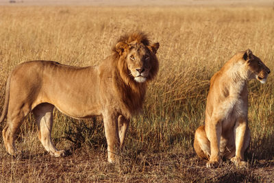 Lion couple in sunset light in masai mara, male lion gazing into camera.