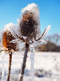 Close-up of frozen plant on field against sky