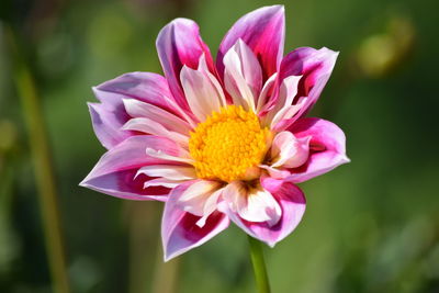 Close-up of pink flower