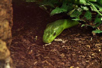 Close-up of green snake on field