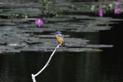 Bird perching on a lake