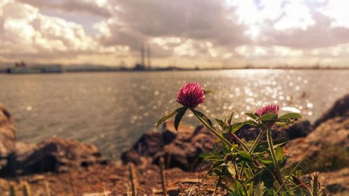 Close-up of flowering plant against sea