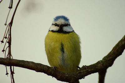 Close-up of bird perching on tree