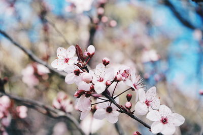 Close-up of pink cherry blossom