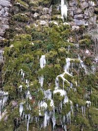 Panoramic view of trees on rock