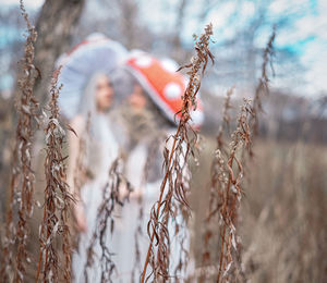 Close-up of wheat growing on field