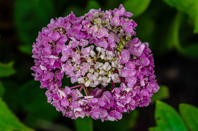 Close-up of purple hydrangea flowers