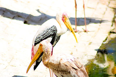 Close-up of a bird