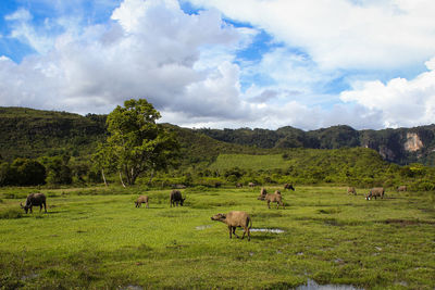 Flock of sheep grazing in field