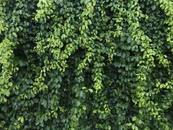 Full frame shot of ivy growing on plant