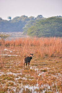 View of a horse on field