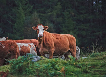 Cows in a field