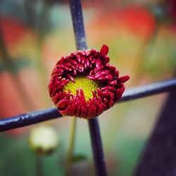 Close-up of red flower