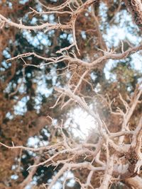 Close-up of frozen tree