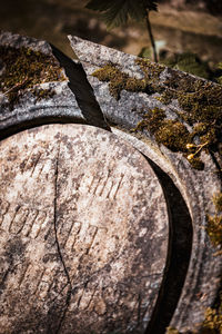 Close-up of tree trunk