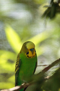 Close-up of a bird perching