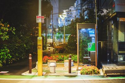 Potted plants in city at night