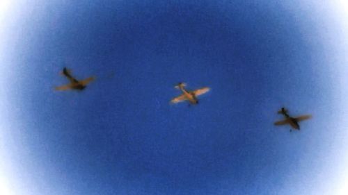 Low angle view of airplane flying in sky